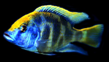  Венустус золотий леопард (Nimbochromis venustus)